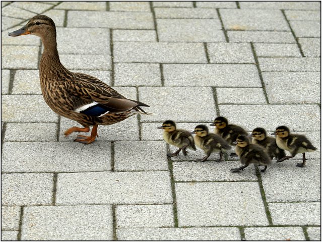 enten-028.jpg