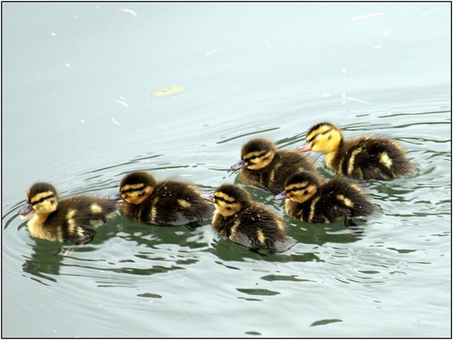 enten-057.jpg