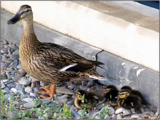 enten08-10.jpg