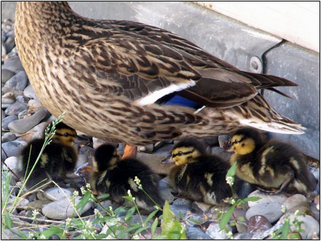 enten08-11.jpg