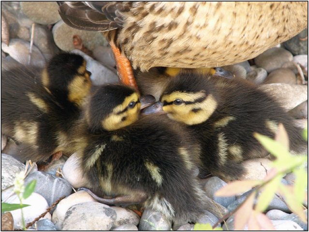 enten08-12.jpg