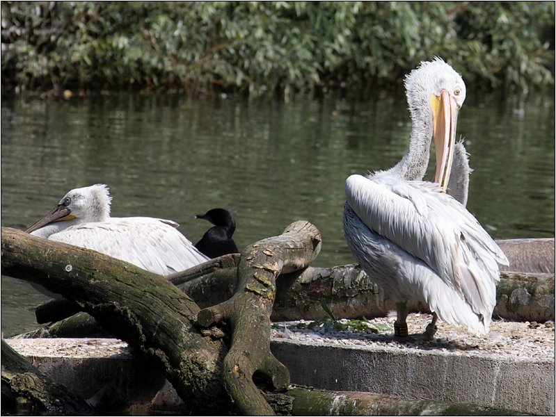 zoo-030.jpg