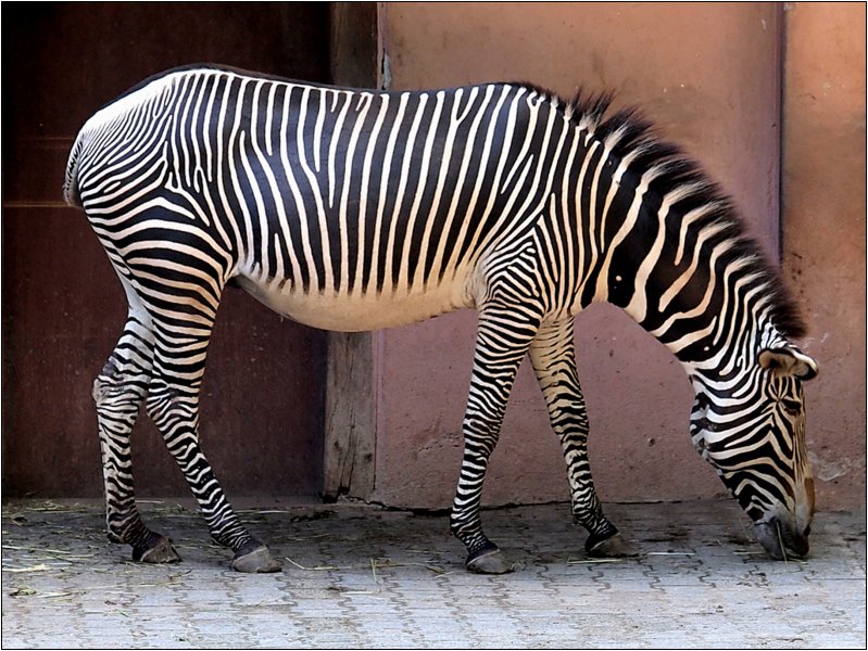 zoo-056.jpg